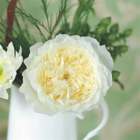 22 of Our Favorite Fragrant Roses | Flower Magazine