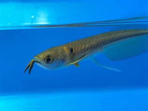 Silver arowana for sale - Exotic Fish Shop - 774-400-4598