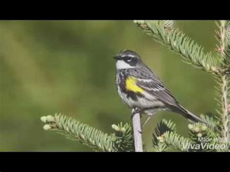 Yellow Rumped Warbler Song, Yellow Rumped Warbler American Bird ...