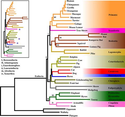 Mammal Phylogeny