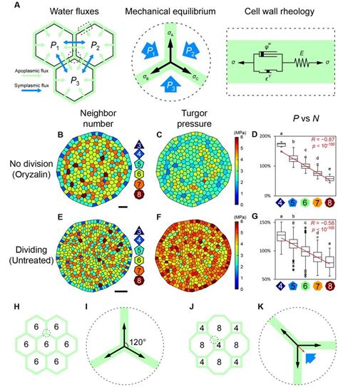 Turgor pressure heterogeneity emerges from cell topology. (A) Schematic... | Download Scientific ...