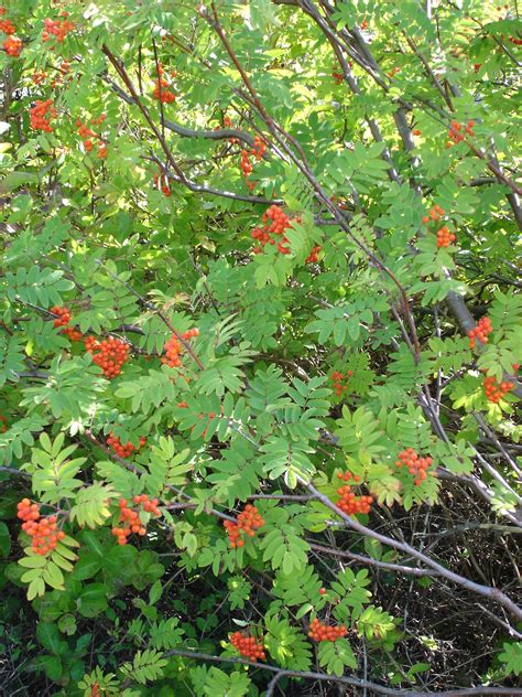 Fitxer:Sorbus aucuparia aka rowan.jpg - Viquipèdia, l'enciclopèdia lliure