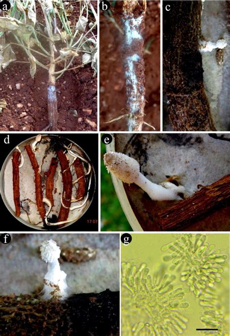 Coprinopsis cinerea - Faceoffungi number: FoF 11681 - Faces Of Fungi