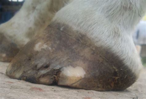 Barefoot Horse Blog: Bull nosed hooves