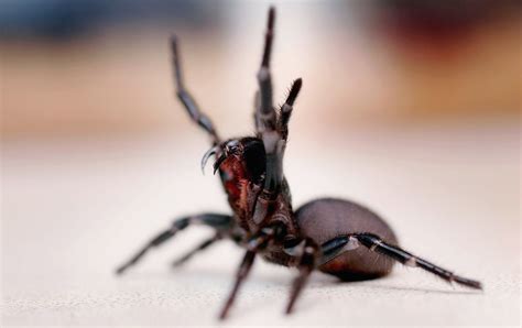 World's Oldest Spider Dies Aged 43 After Wasp Attack - Newsweek