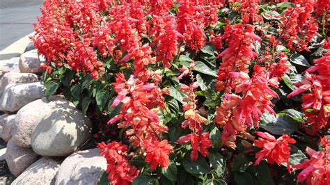 Plants In The Hot Weather | Naperville Country Club Green Department