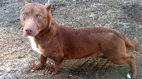 'He is real!' Unusual Dachshund/pit bull mix sparks buzz, needs home | Dachshund mix, Pitbulls ...