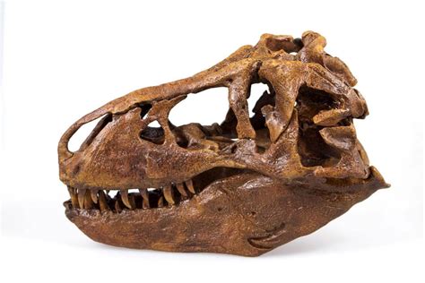 T-Rex Skull Quarter Scale Smithsonian Fossil Replica - 11 Inches | eBay