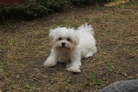 Race De Petit Chien Calme Et Affectueux - Chien Nouvelles