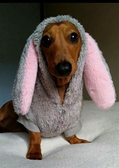 Pin by ipsoriest on Hallowen Costume | Weenie dogs, Weiner dog, Cute dogs