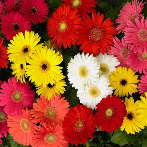 Outsidepride Gerbera Daisy Mega Revolution Select Flower Seed Mix - 20 Seeds - Walmart.com