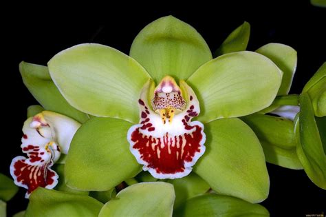 World's Most Expensive Flowers: Top 10 Expensive Flowers In The World - Plants Universe