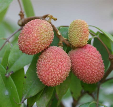 Lychee tree | Lychee tree, How to grow lychee, Fruit garden