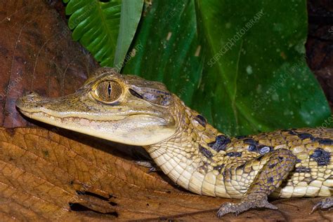 Spectacled Caiman - Stock Image - C009/2508 - Science Photo Library