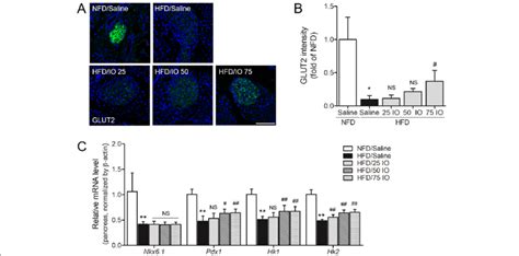 Effects of IO on GLUT2 expression increase of pancreas tissues in ...