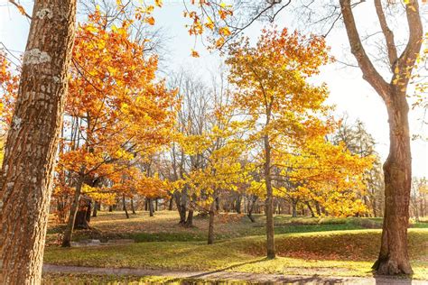 natuurlijk herfst vallen visie van bomen met geel oranje blad in tuin Woud of park. eik bladeren ...