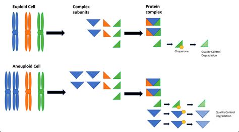 The Aneuploidy Conundrum | Cambridge Medicine Journal