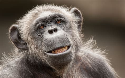 Download Close-up Primate Monkey Animal Chimpanzee HD Wallpaper