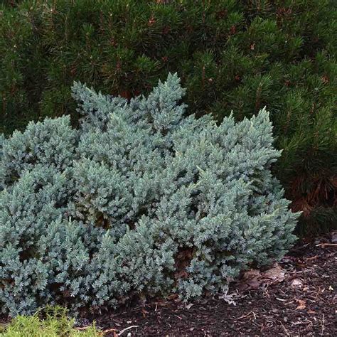 Juniperus - Blue Star Juniper - Sugar Creek Gardens