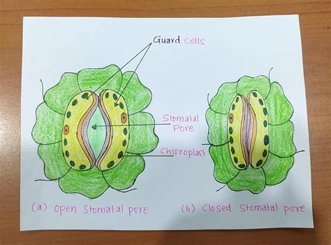 Leaf Stomata Diagram