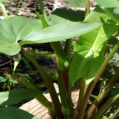 4 in. Potted Bog/Marginal Arrow Arum Pond Plant-BP - Arrow Arum - The Home Depot