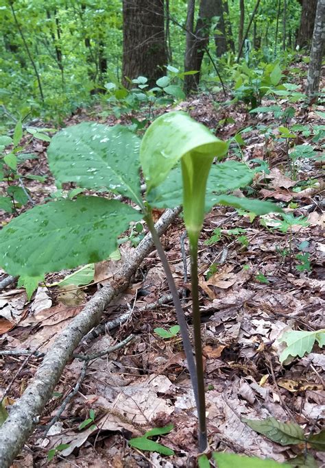 Jack-in-pulpit plant on our property, May 6 2020. | Plants, Herbaceous perennials, Perennial plants