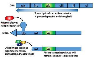 Lambda phage - Wikipedia