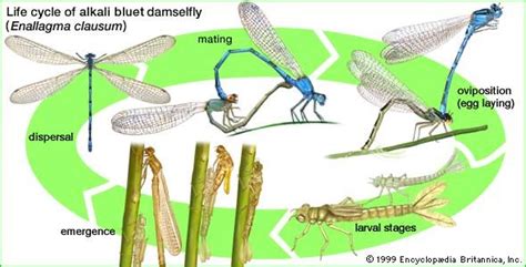 Damselfly | Types, Characteristics & Behavior | Britannica