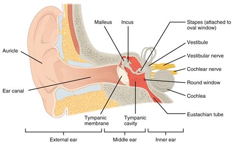 The Ear | Biology of Aging