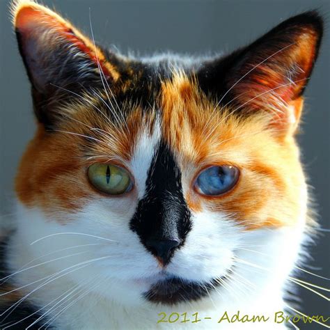 Beautiful Calico with Heterochromia (2 different colored eyes). | Schildpatt katze, Katzen ...