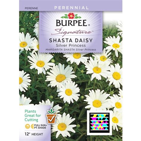 Burpee Shasta Daisy Flower Seed Packet at Lowes.com