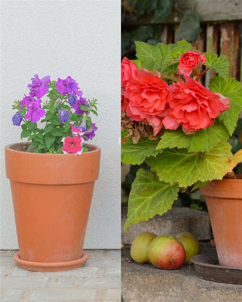 Positive Bloom - How To Overwinter Begonias Indoors?