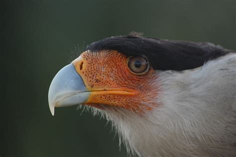 Trapping Crested Caracara in Florida by Anna Fasoli | Nemesis Bird