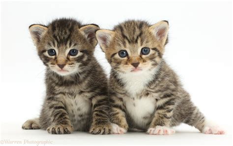 Cute baby tabby kittens photo WP42130