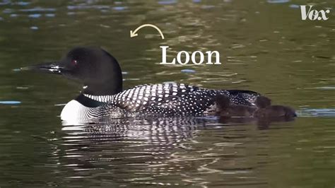 How the Call of the Common Loon is Erroneously Used in Movies and Television Shows