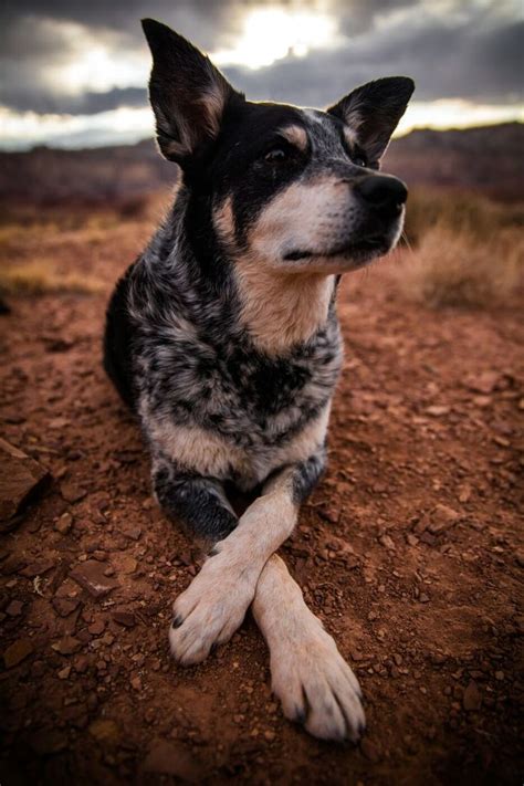 10 Things You Should Know About the Blue Heeler Pointer Mix 2 | Perros, Perros pastor ...