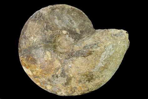 7.2" Cretaceous Fossil Ammonite (Placenticeras) - Texas (#157233) For Sale - FossilEra.com