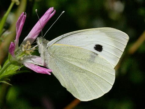 Large White Butterfly, Pieris brassicae | Wildlife Insight