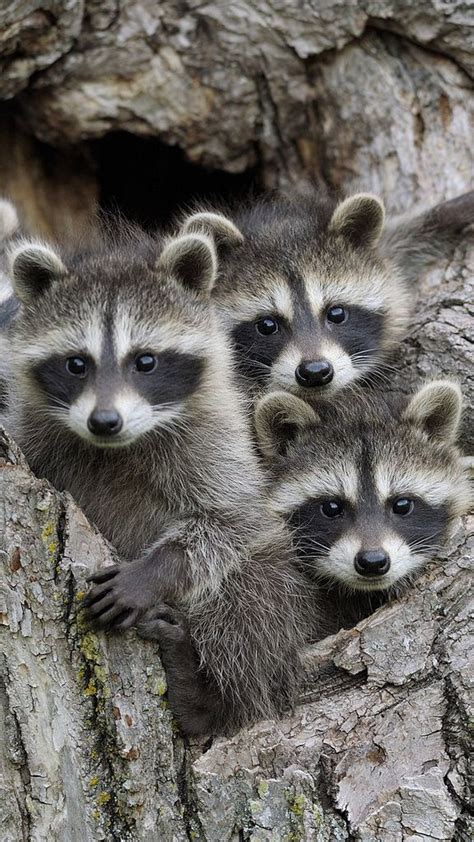 Baby Raccoons, Minnesota | by keenahsky Cute Little Animals, Cute Funny ...