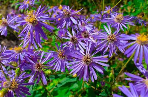 37 of the Best Perennial Cut Flowers for your Cutting Garden