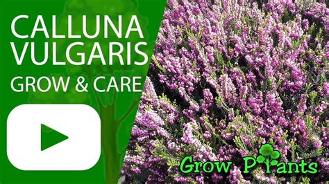 Calluna vulgaris - grow & care (Heather plant) - YouTube