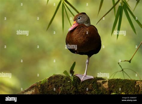 Black-bellied whistling duck Dendrocygna autumnalis, formerly black-bellied tree duck, whistling ...