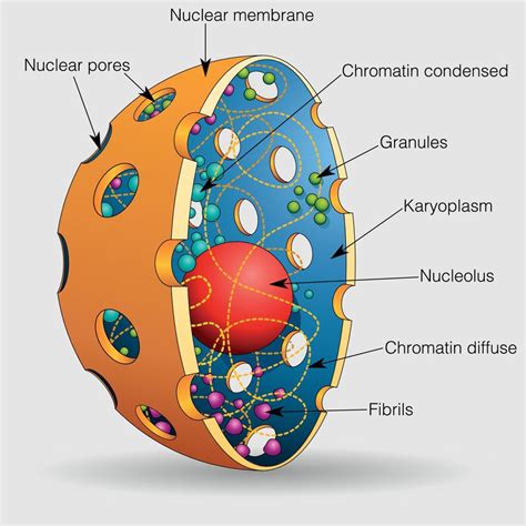 The graphic shows the elements of the nucleus of a human cell with ...