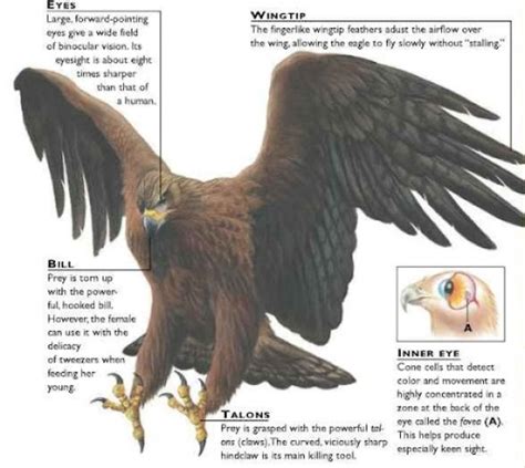 Eagle Adaptations - How do Eagles Survive? - Bird Baron