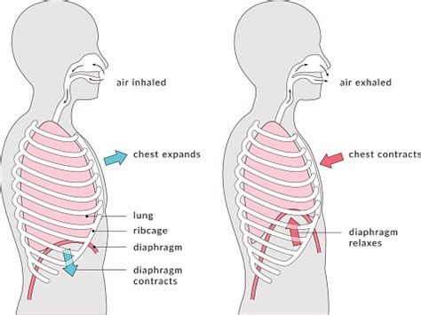 Diagram Pernapasan Ilustrasi Stok - Unduh Gambar Sekarang - iStock