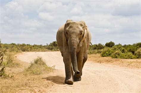 Elephant Running Stock Images - Download 1,052 Royalty Free Photos