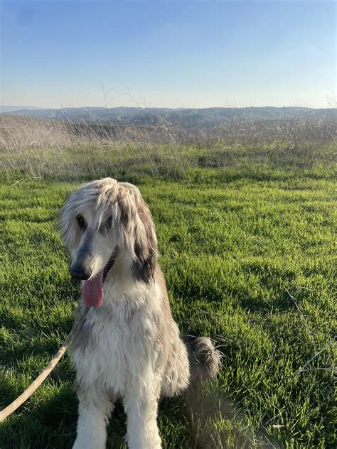 cursed borzoi : r/CursedLongboyes