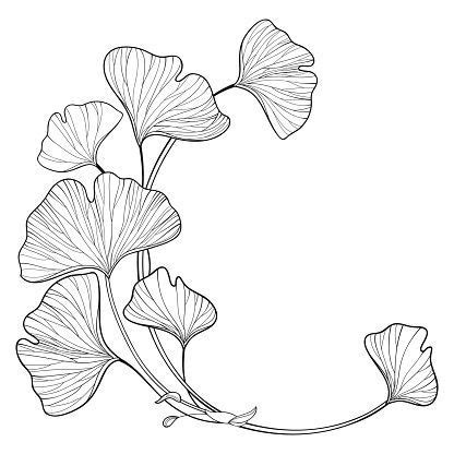 Pin by Maria Isabelle on Arts - toile / dessin | Line art drawings, Leaf drawing, Flower drawing