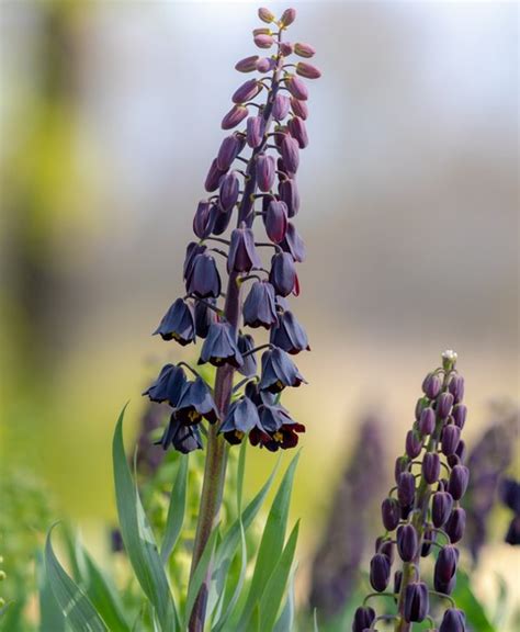 Fritillaria Persica - Anglia Bulb Company