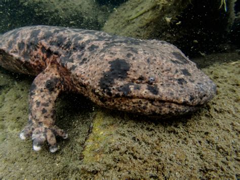 Detroit Zoo Builds New Japanese Giant Salamander Exhibit - Reptiles Magazine